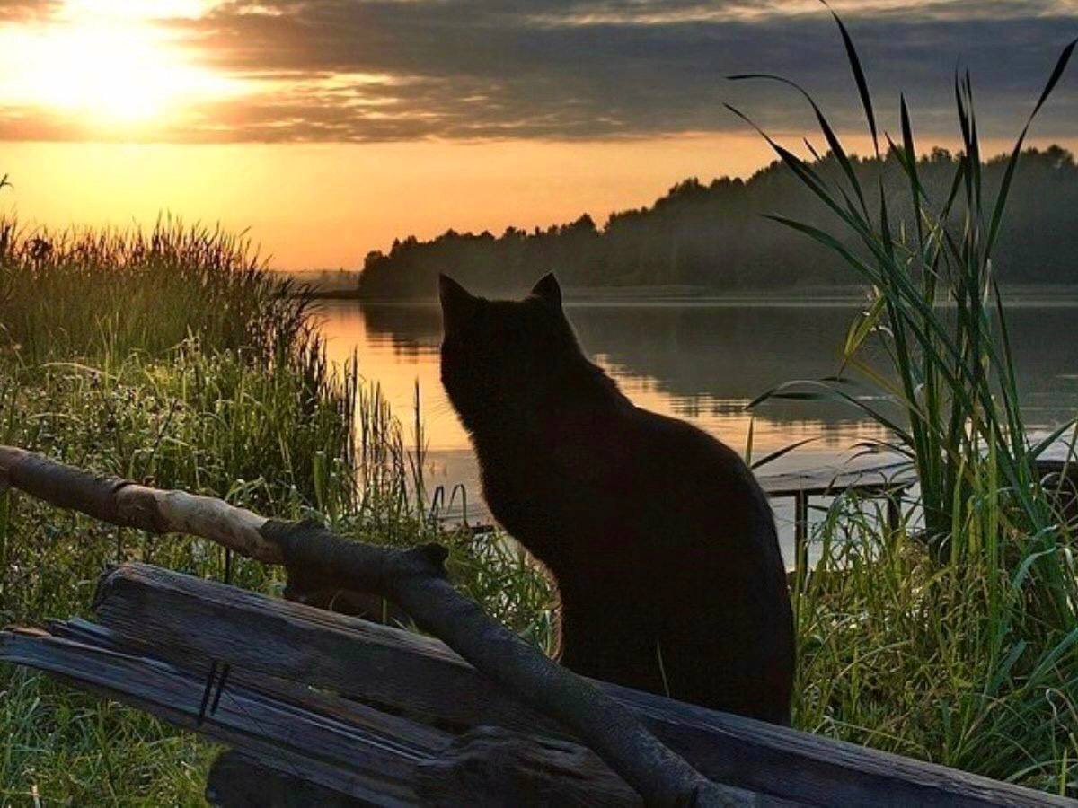 Кот у реки
