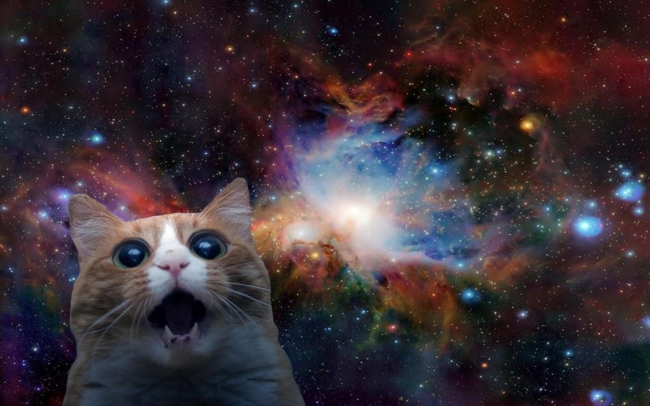 Кот на фоне космоса
