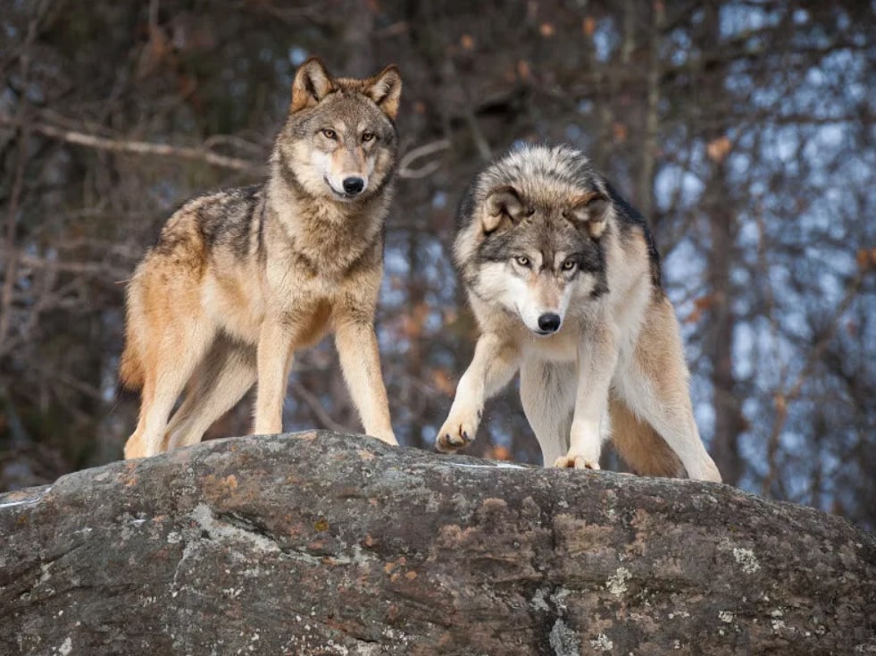 Жизнь серого волка. Два волка. Красивый волк. Волк и волчица. Волк серый.