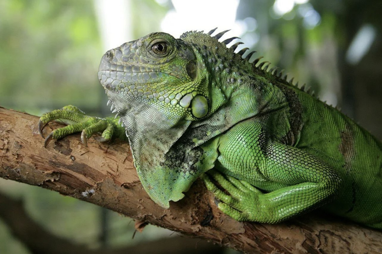 Южная ящерица. Игуана зеленая обыкновенная. Игуана (Iguana Iguana. Игуана бородатая агама. Мадагаскарская игуана обыкновенная.