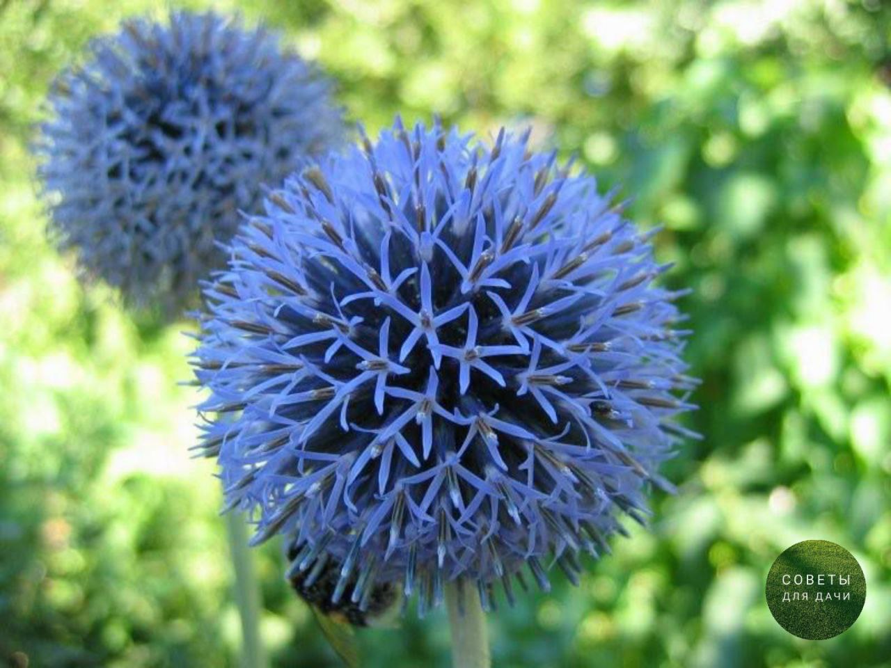 Мордовник Echinops ritro