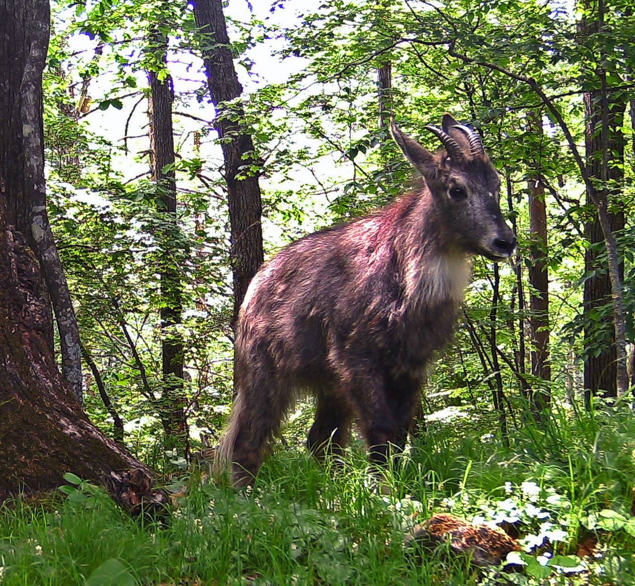 Амурский горал фото. Амурский горал. Амурский горал Nemorhaedus caudatus. Амурский горал Приморский край. Горал Амурский альбинос.