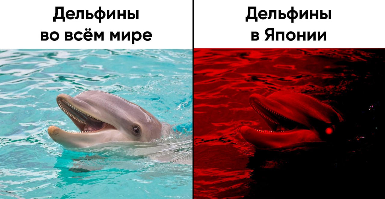 Нападение дельфинов. Нападение дельфинов на людей. Дельфины нападают на людей. Нападение дельфина на человека.