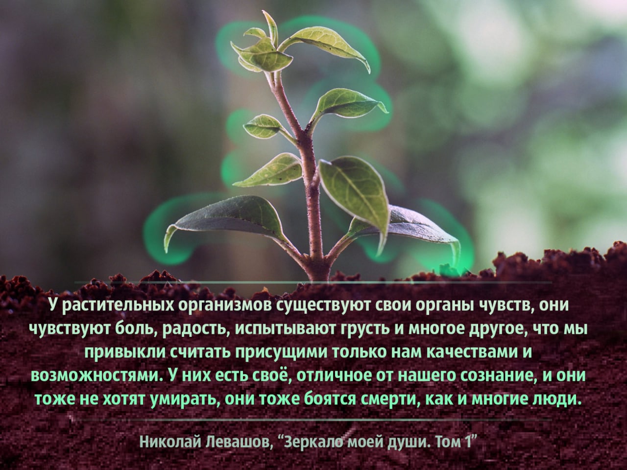 Чувство растений. Растения тоже чувствуют боль. Могут ли растения испытывать боль. Чувства растений. Растения чувствуют боль научный факт.