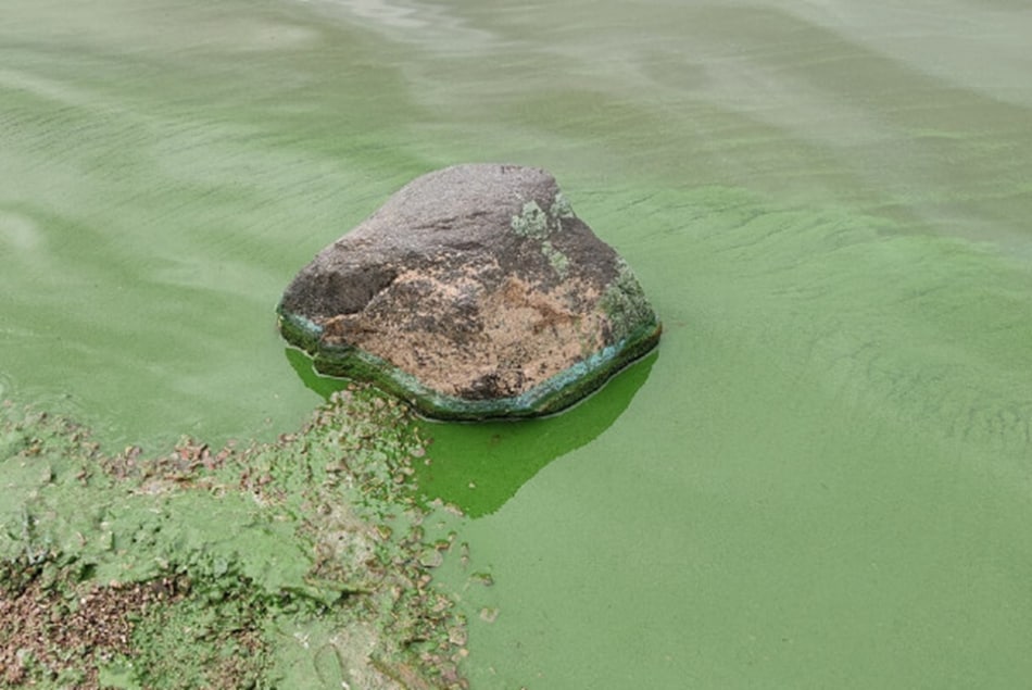 Синезеленые водоросли в реках. Цветение водорослей в реке. Синезелёные водоросли фото в финском заливе. Река Волхов.