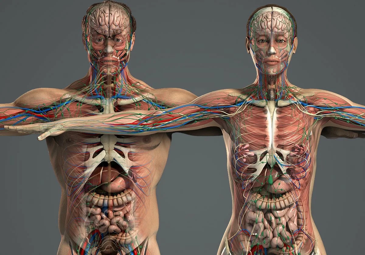 Множественный организм. Анатомия человека. Анатомия тела.