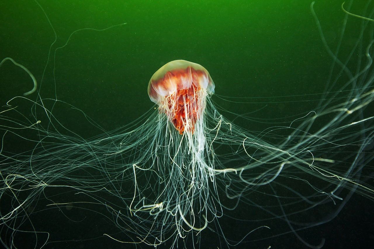 медузы австралии