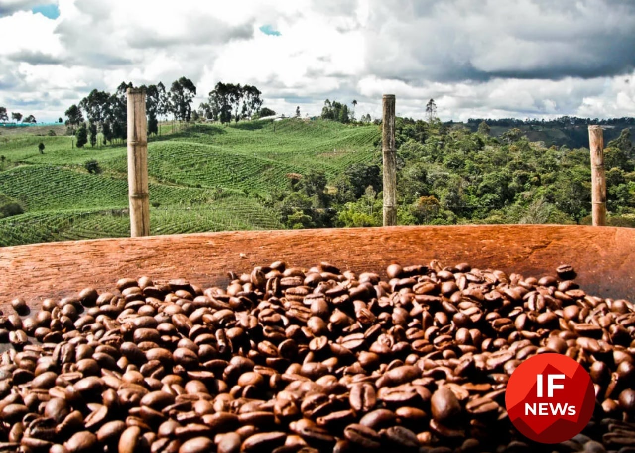 Как вырастить кофейные зерна. Плантации кофе в Бразилии. Плантация кофе Бразилия Серрадо. Плантации кофе в Колумбии. Кофейные плантации в Бразилии.