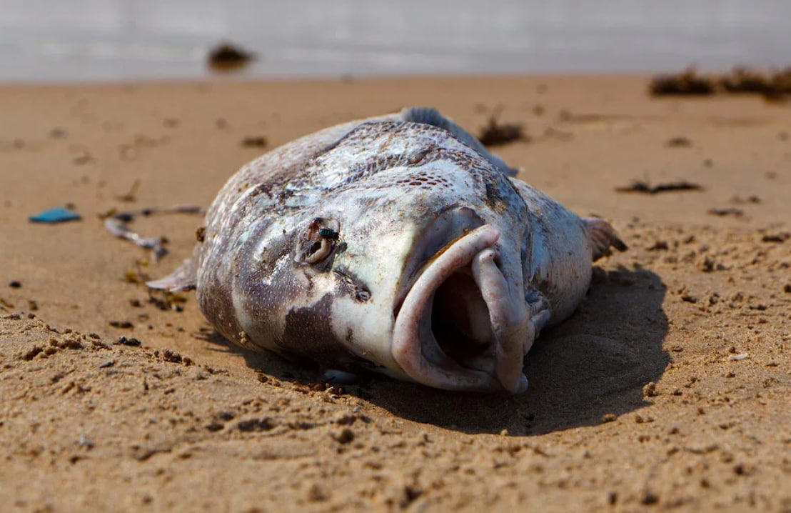 Мертвая рыба на берегу