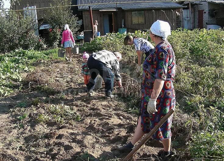 Едим дачу. Деревня уборка. Совместный труд осенью в огороде. Уборка урожая в деревне. Приусадебный участок колхоз.