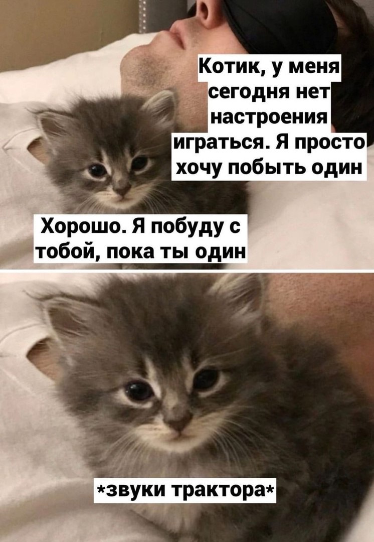 котенок будет моей фанфик фото 94